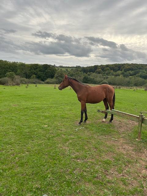 a vendre pouliche 1 an 