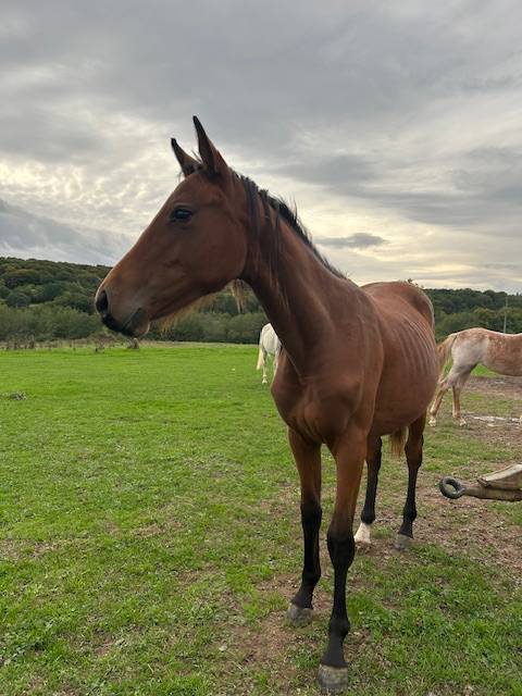 a vendre pouliche 1 an 