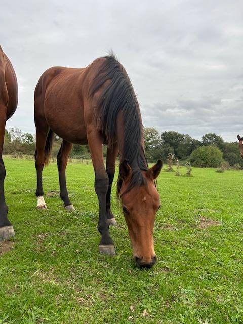 a vendre pouliche 1 an 