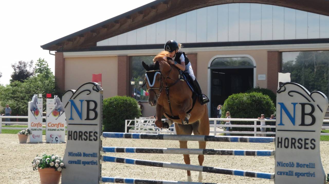 Jument Zangersheide A vendre 2019 Alezan