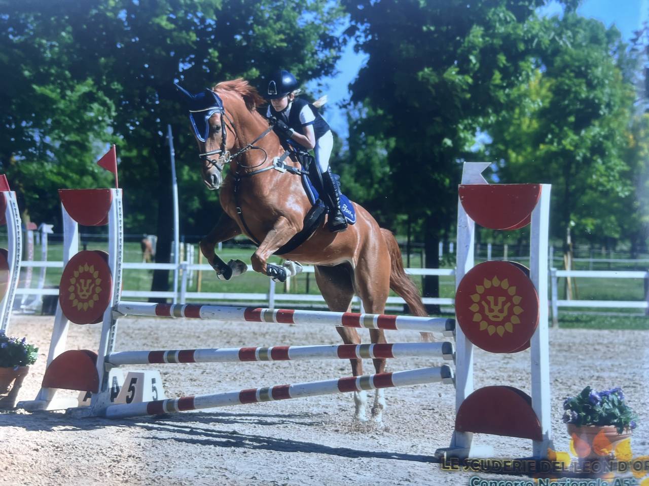 Jument Zangersheide A vendre 2019 Alezan