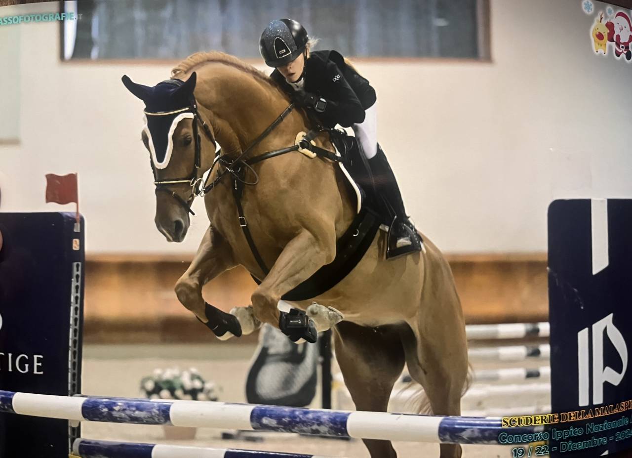 Jument Zangersheide A vendre 2019 Alezan