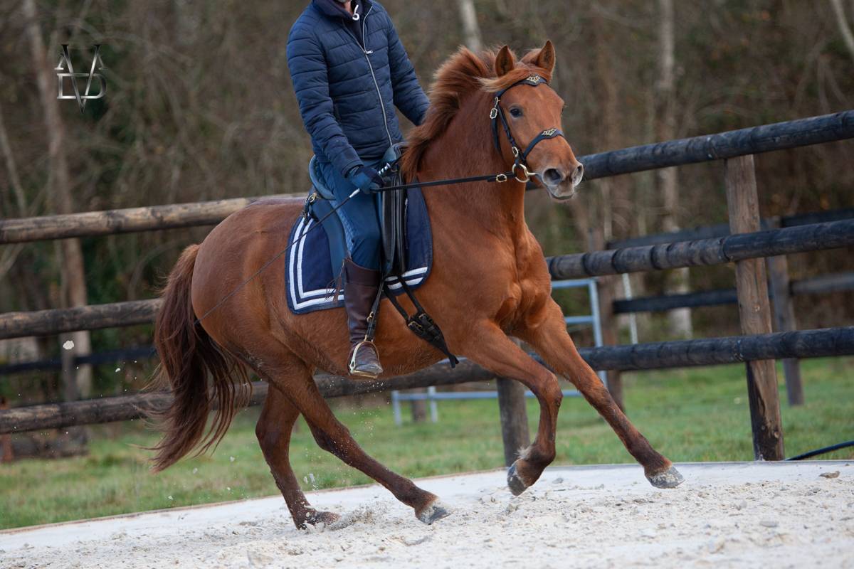 Jument PR Espagnole PRE alezane + prl &agrave; vendre