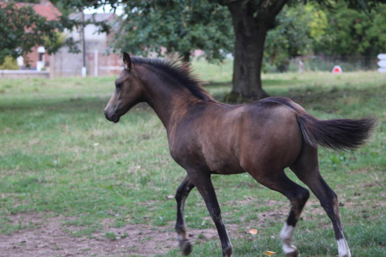 Magnifique foal PFS isabelle sooty