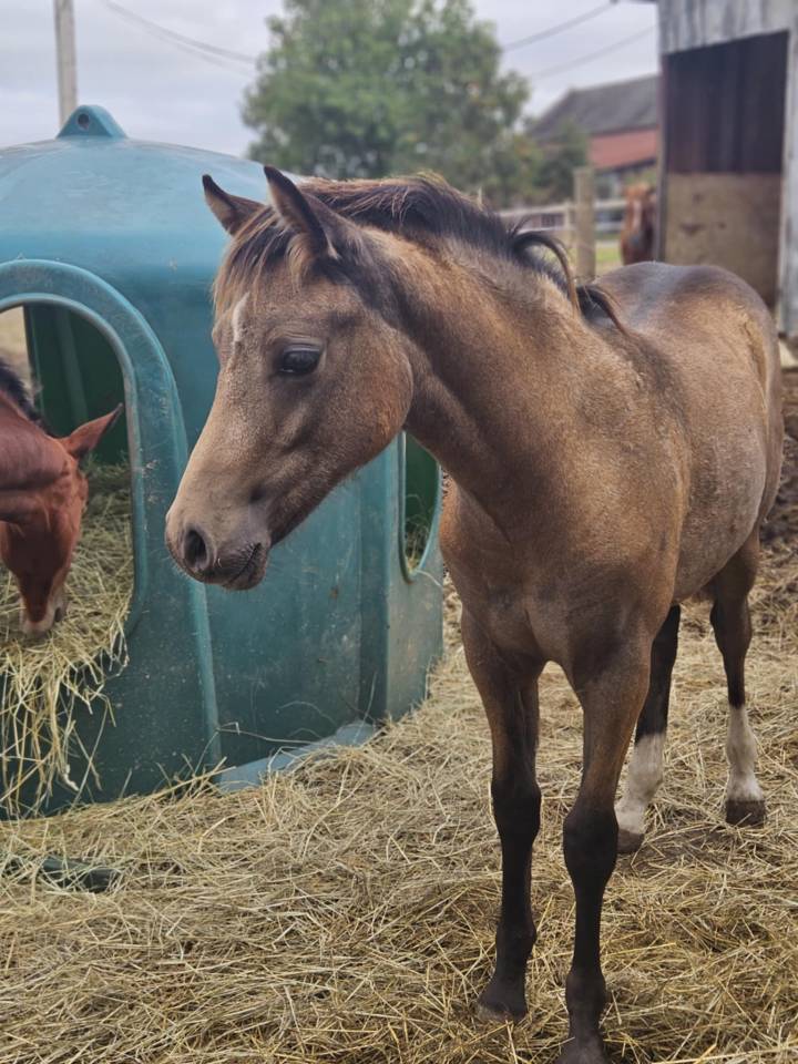 Magnifique foal PFS isabelle sooty