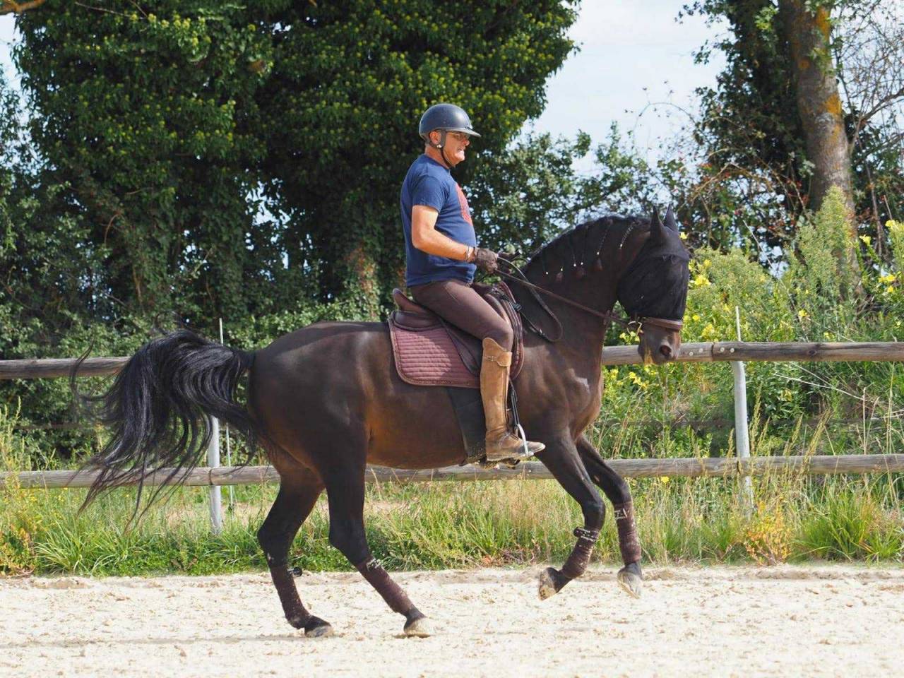 Charisme et complicité – Hongre PRE 13 ans 