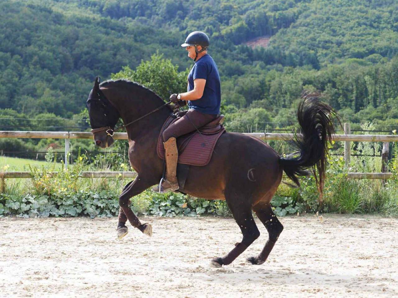 Charisme et complicité – Hongre PRE 13 ans 