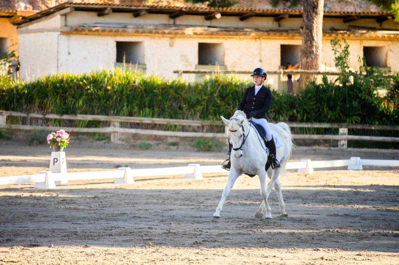 Intimo – Hongre Lipizzan 7 ans, 1m61, dressage & CCE
