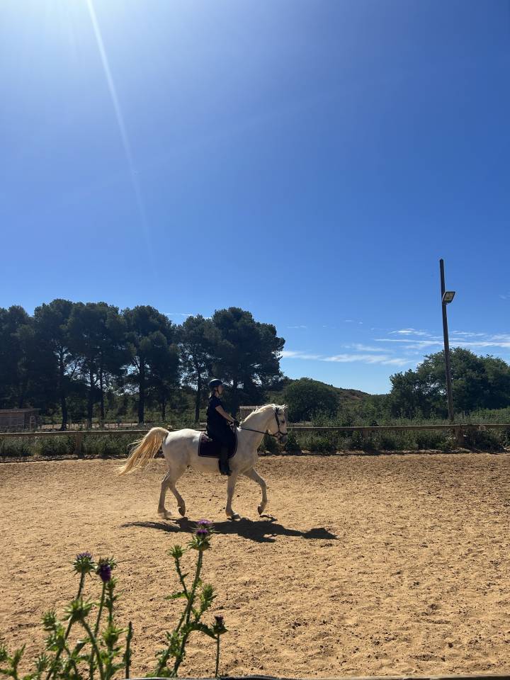 Intimo – Hongre Lipizzan 7 ans, 1m61, dressage & CCE