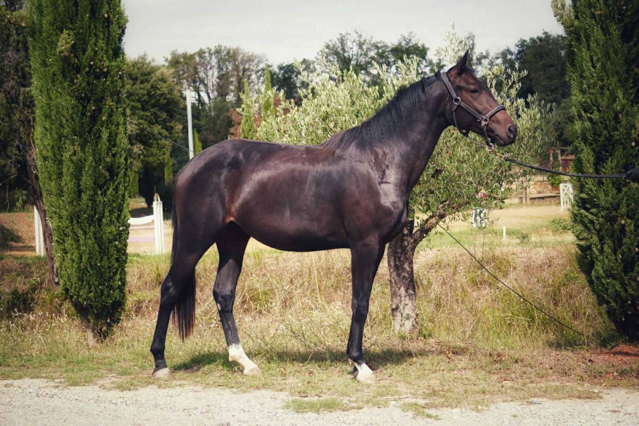 Jument 2 ans par Netto par Negro et Van Gogh du Val 