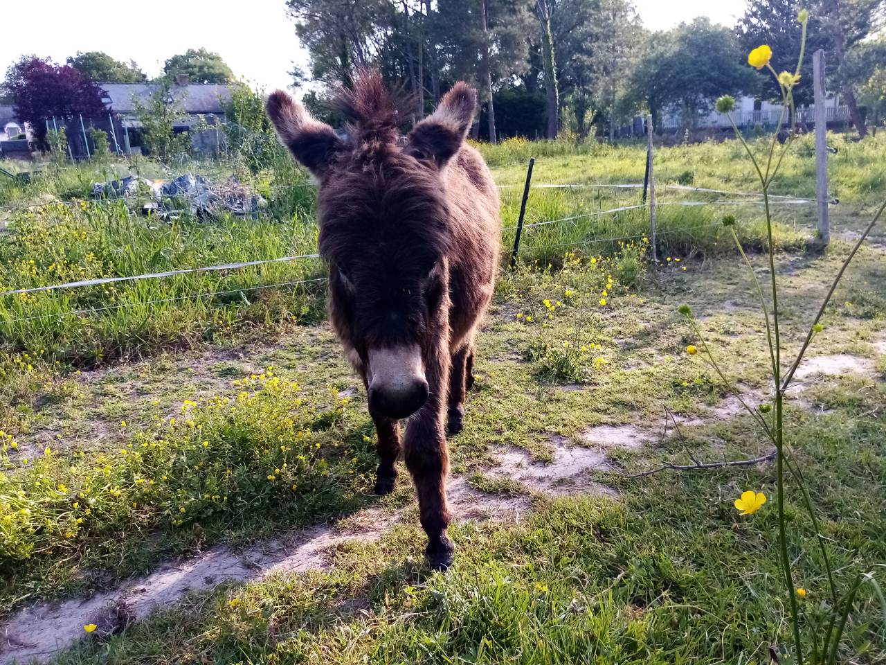 Âne miniature entier 