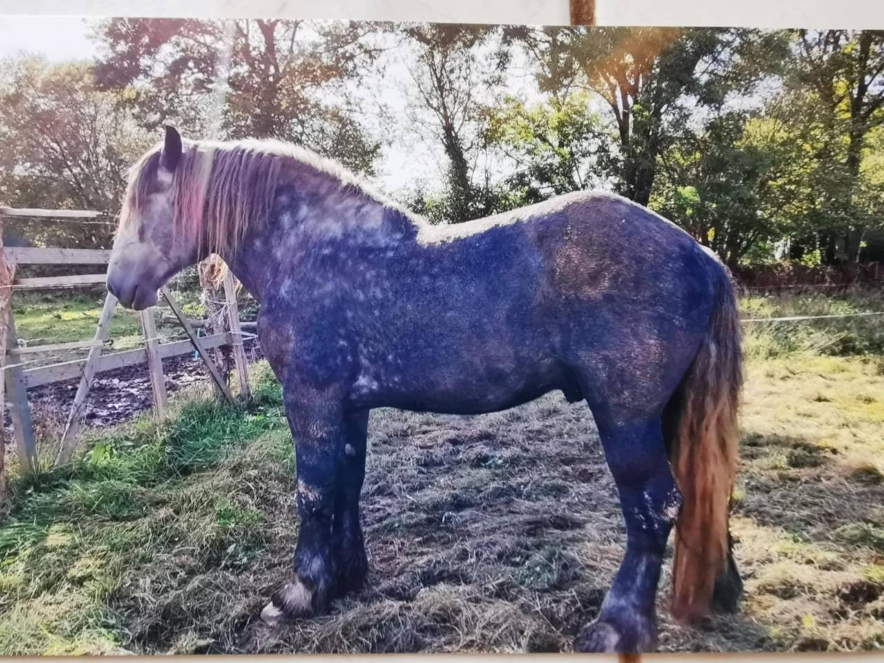 vend Percheron étalon
