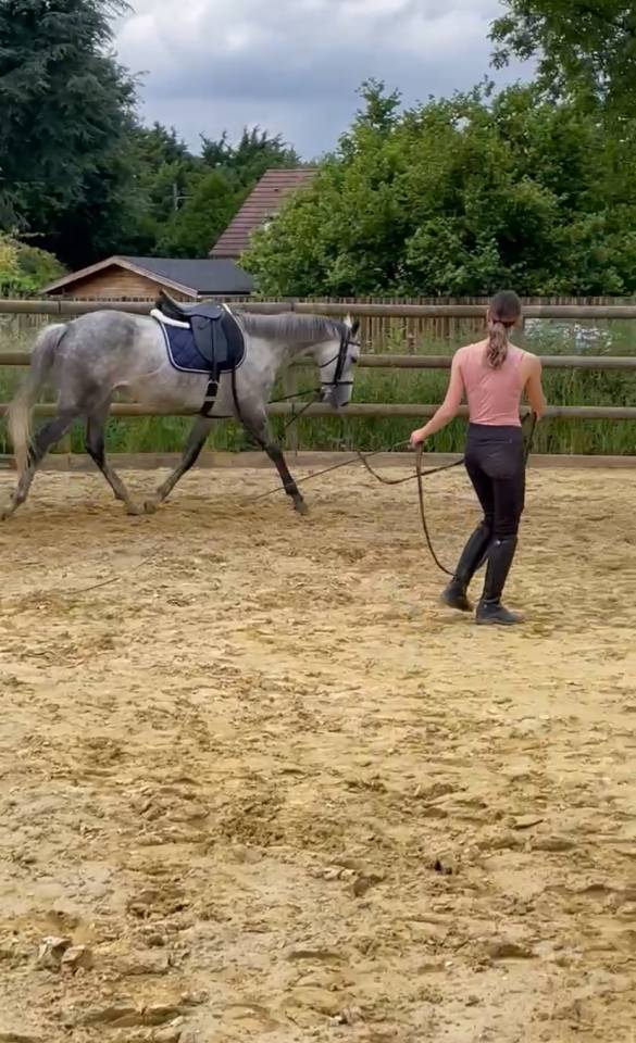 Recherche poste Palefreniere/Soigneuse