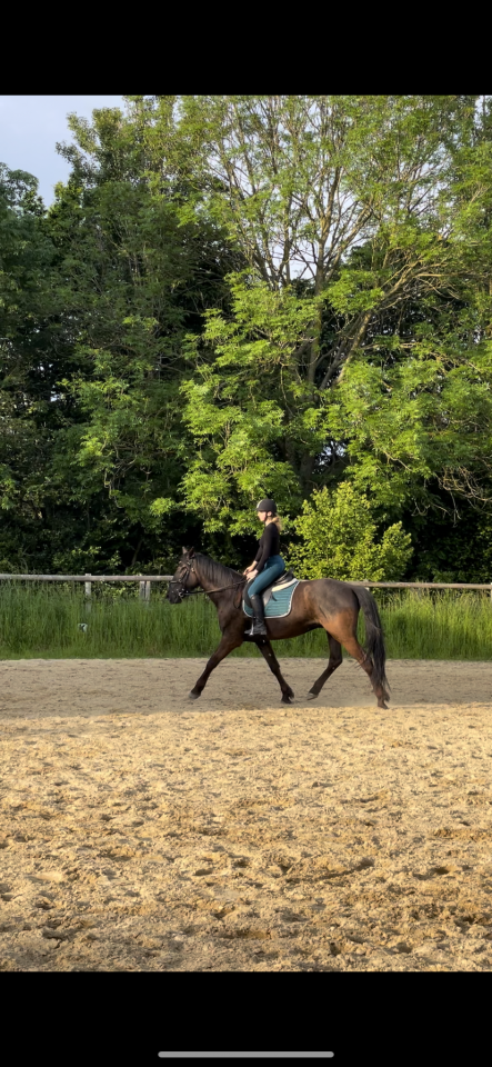 Recherche poste Palefreniere/Soigneuse