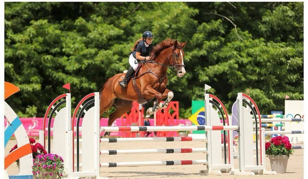 Hongre Diego du plasson 