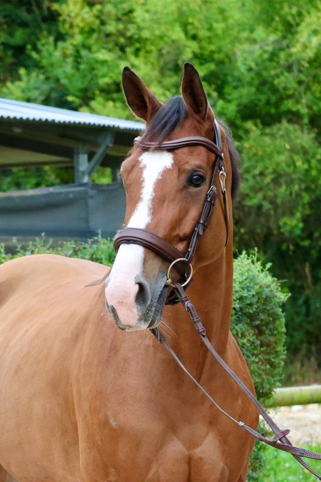 HAELY – SUE VD SNEPPE