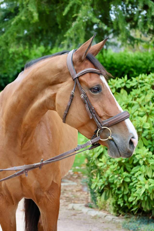 HAELY – SUE VD SNEPPE