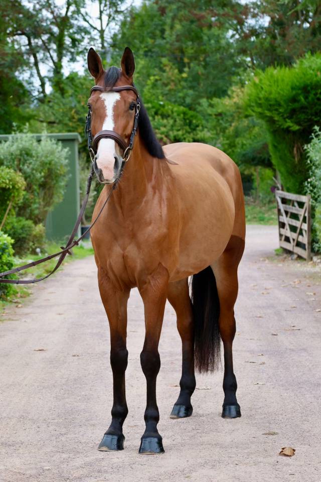 HAELY – SUE VD SNEPPE