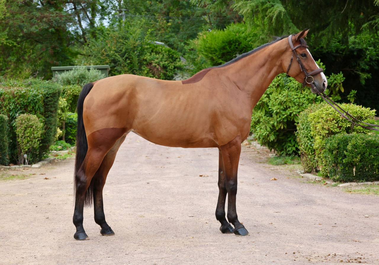 HAELY – SUE VD SNEPPE