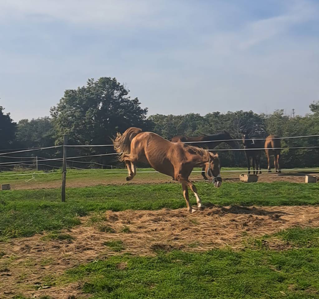 Poney taille D par Dragibus Du Rouget 