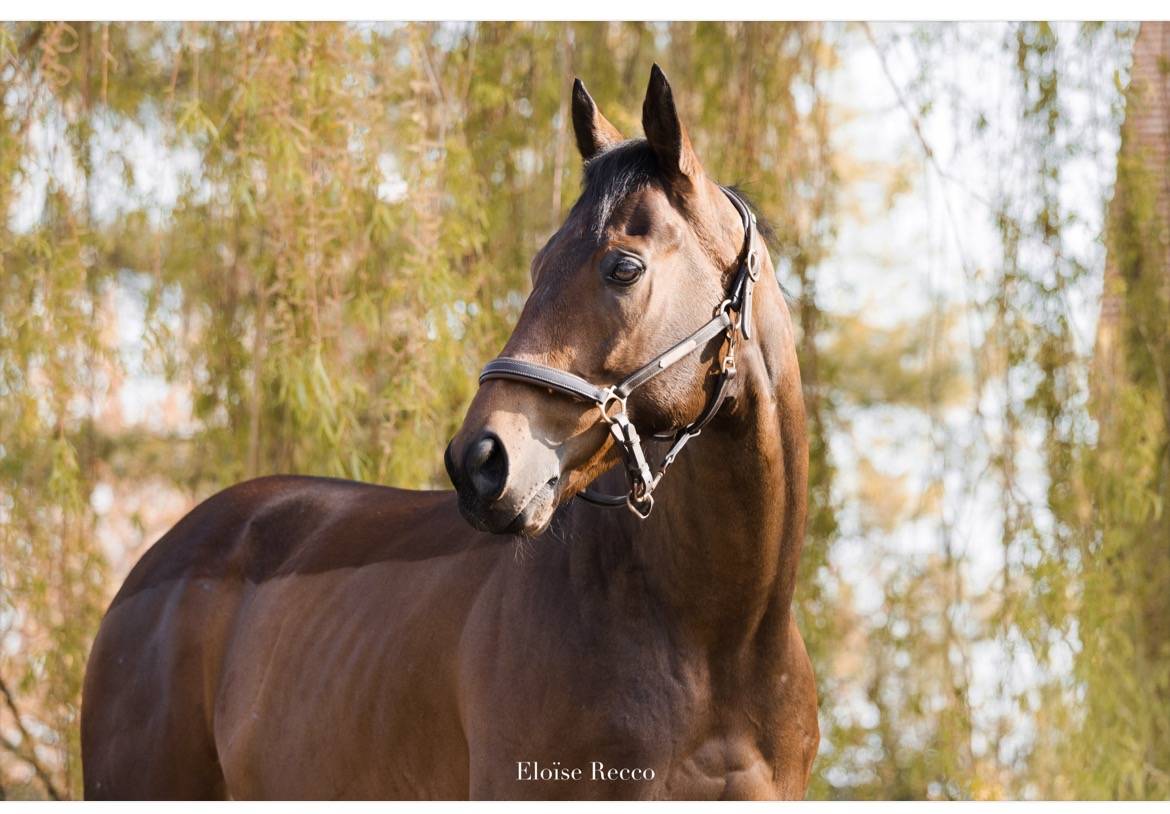 Plusieurs chevaux disponibles 
