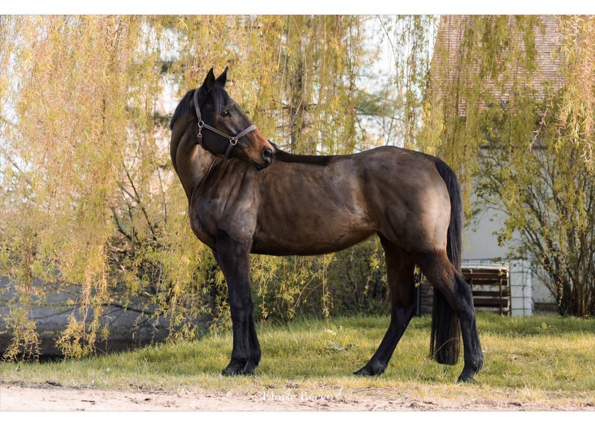 Plusieurs chevaux disponibles 
