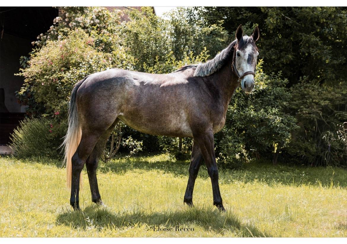 Plusieurs chevaux disponibles 