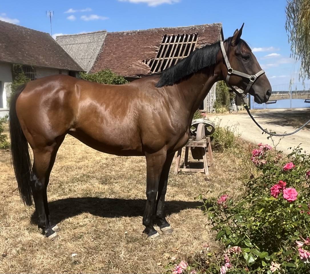 Plusieurs chevaux disponibles 