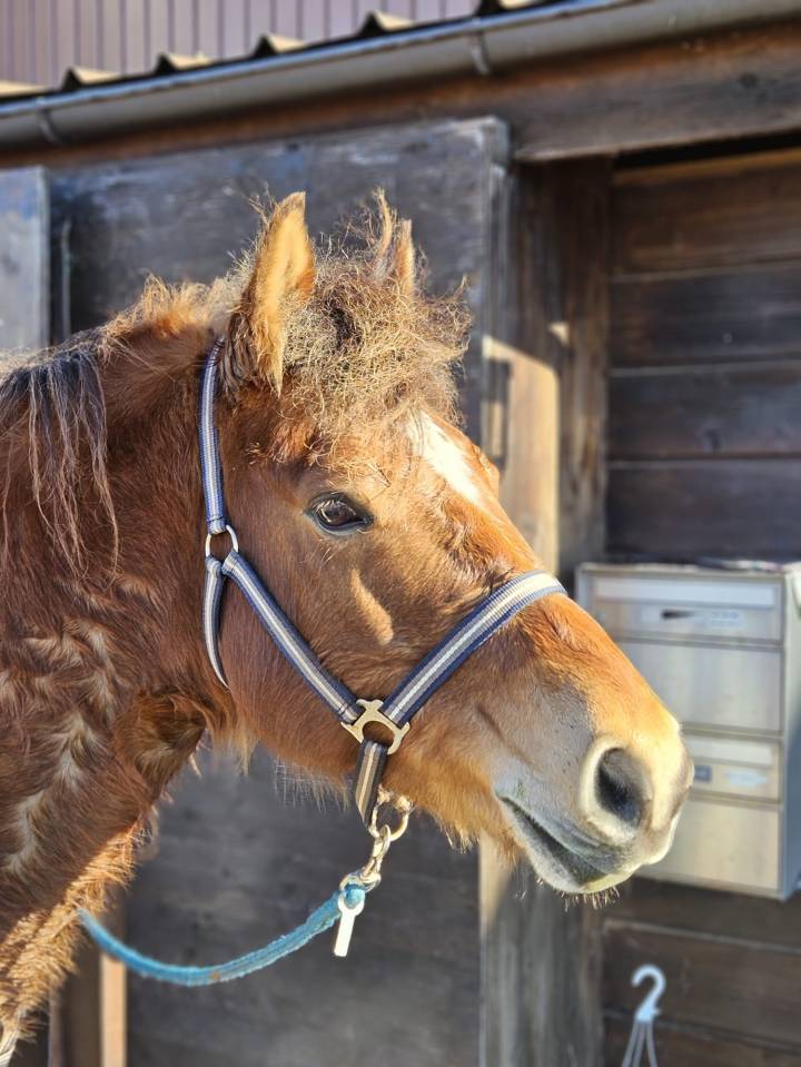 Hongre de 9ans à vendre