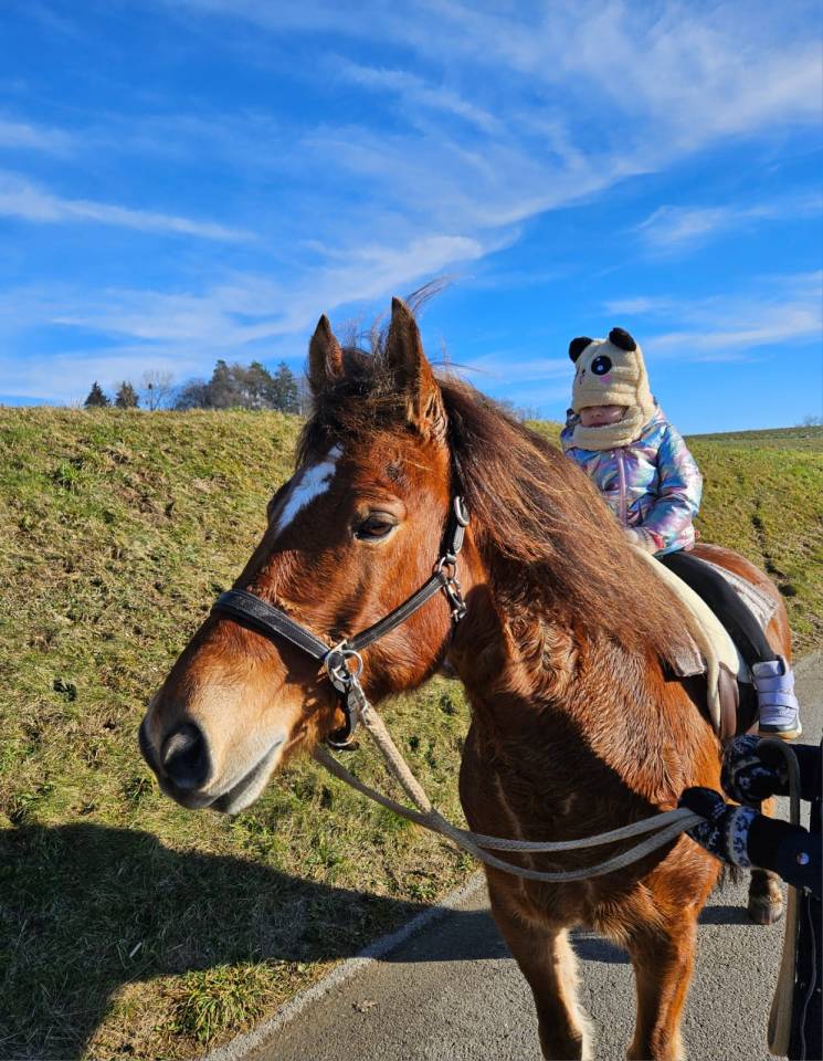 Hongre de 9ans à vendre
