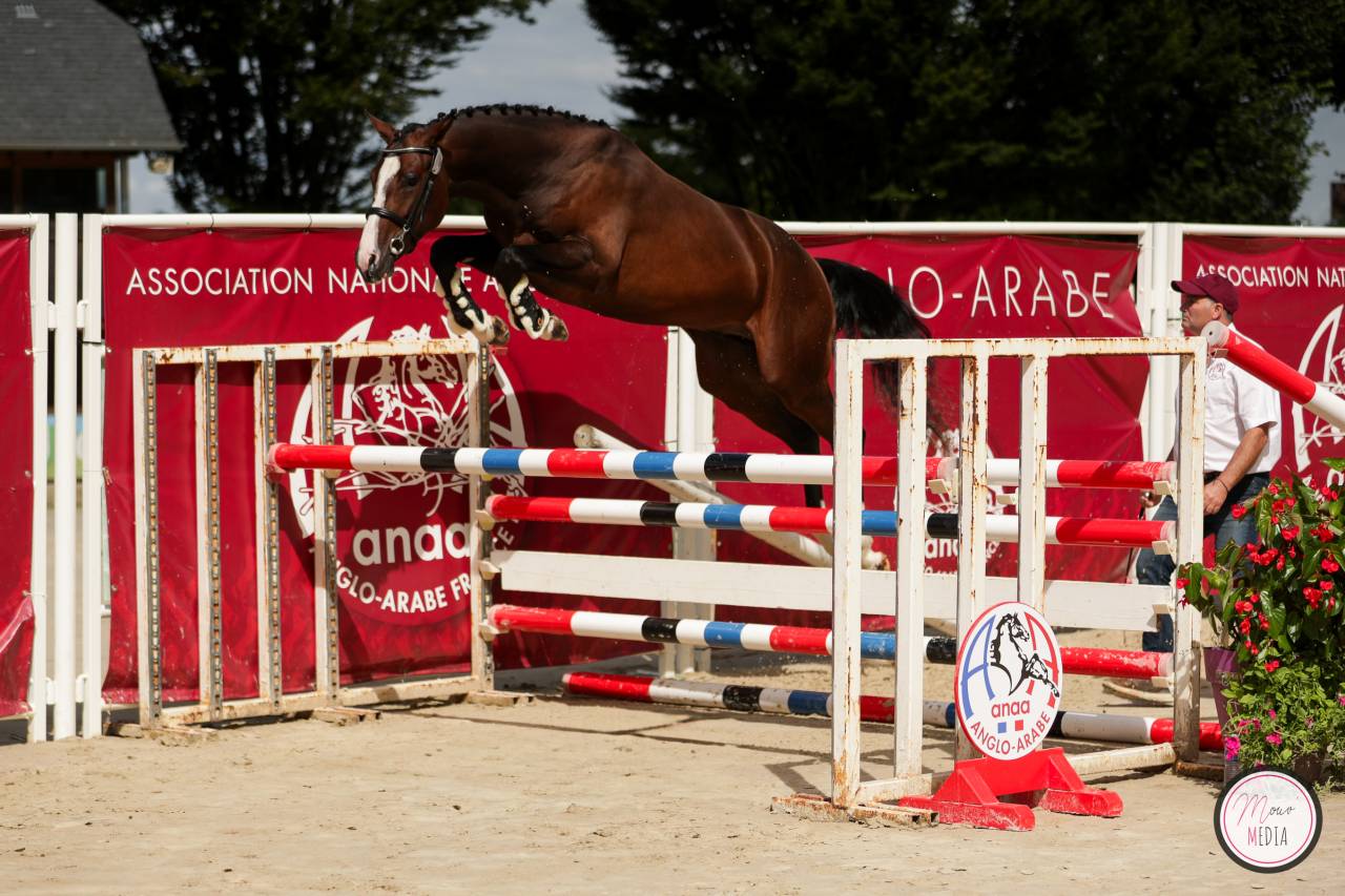 Étalon labellisé champion de France 2025