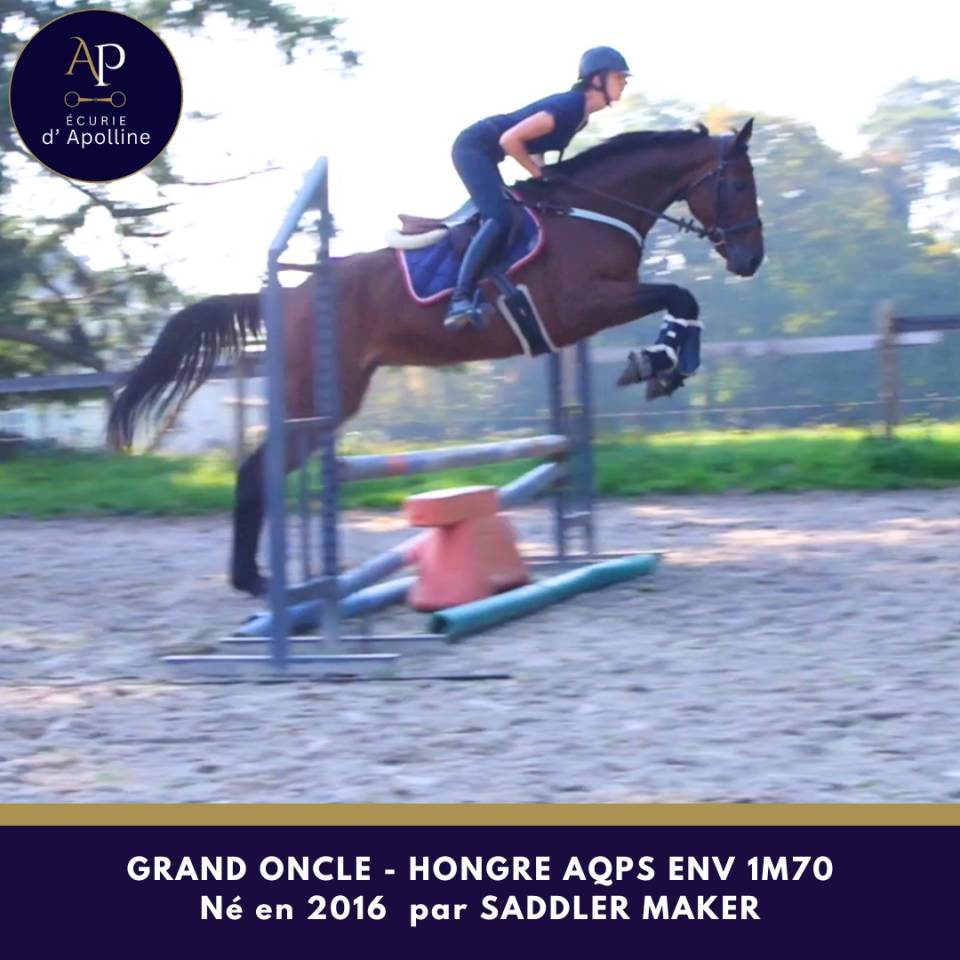 Hongre AQPS 1m70 env top cheval