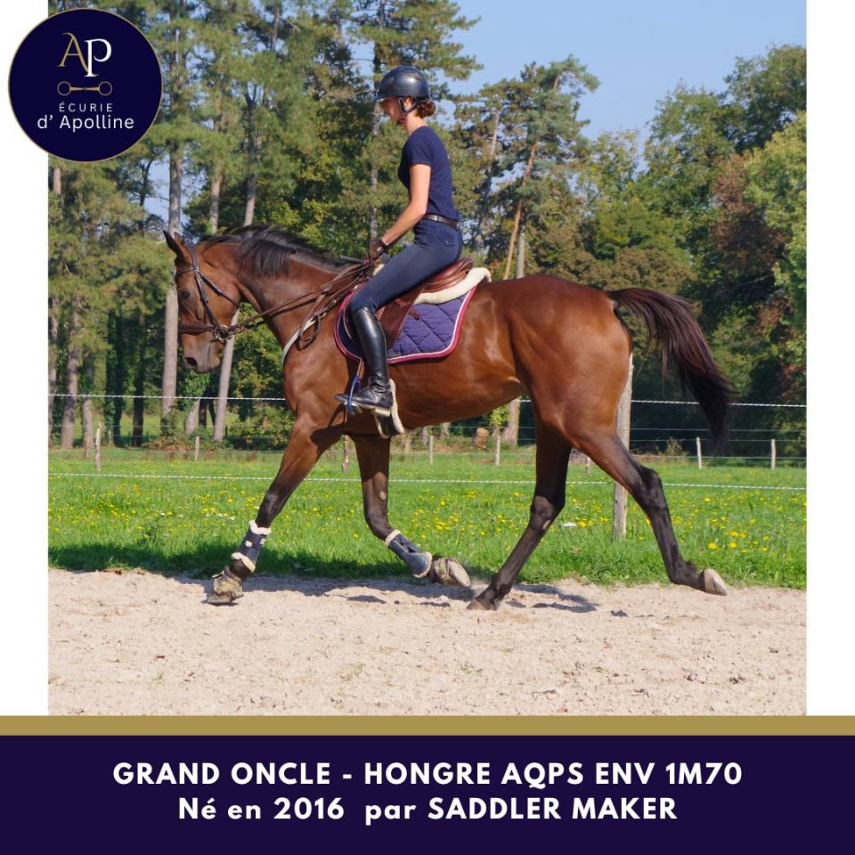 Hongre AQPS 1m70 env top cheval