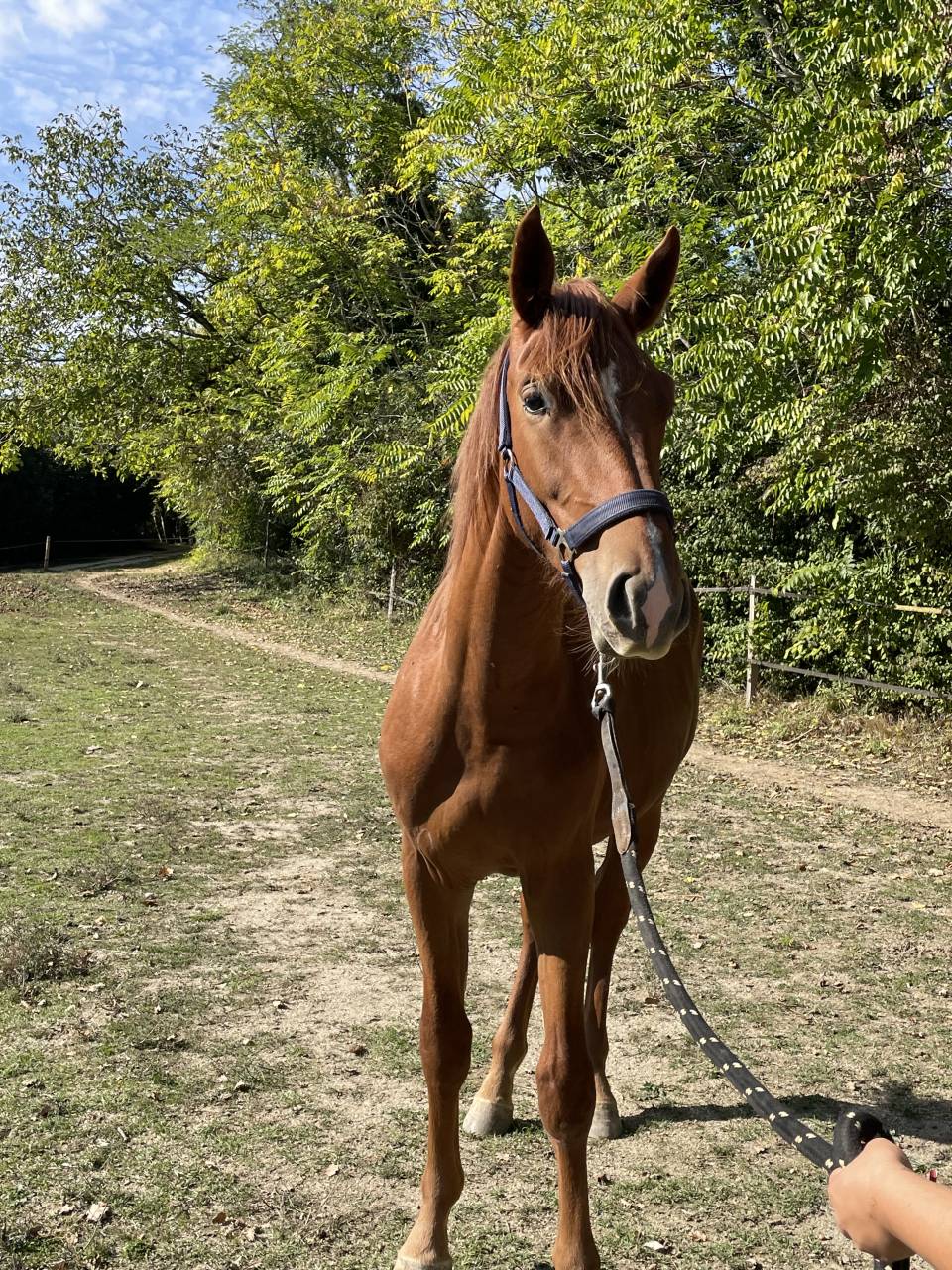 Superbe Poulain 1an1/2 SF par Pegase Van't Ruytershof