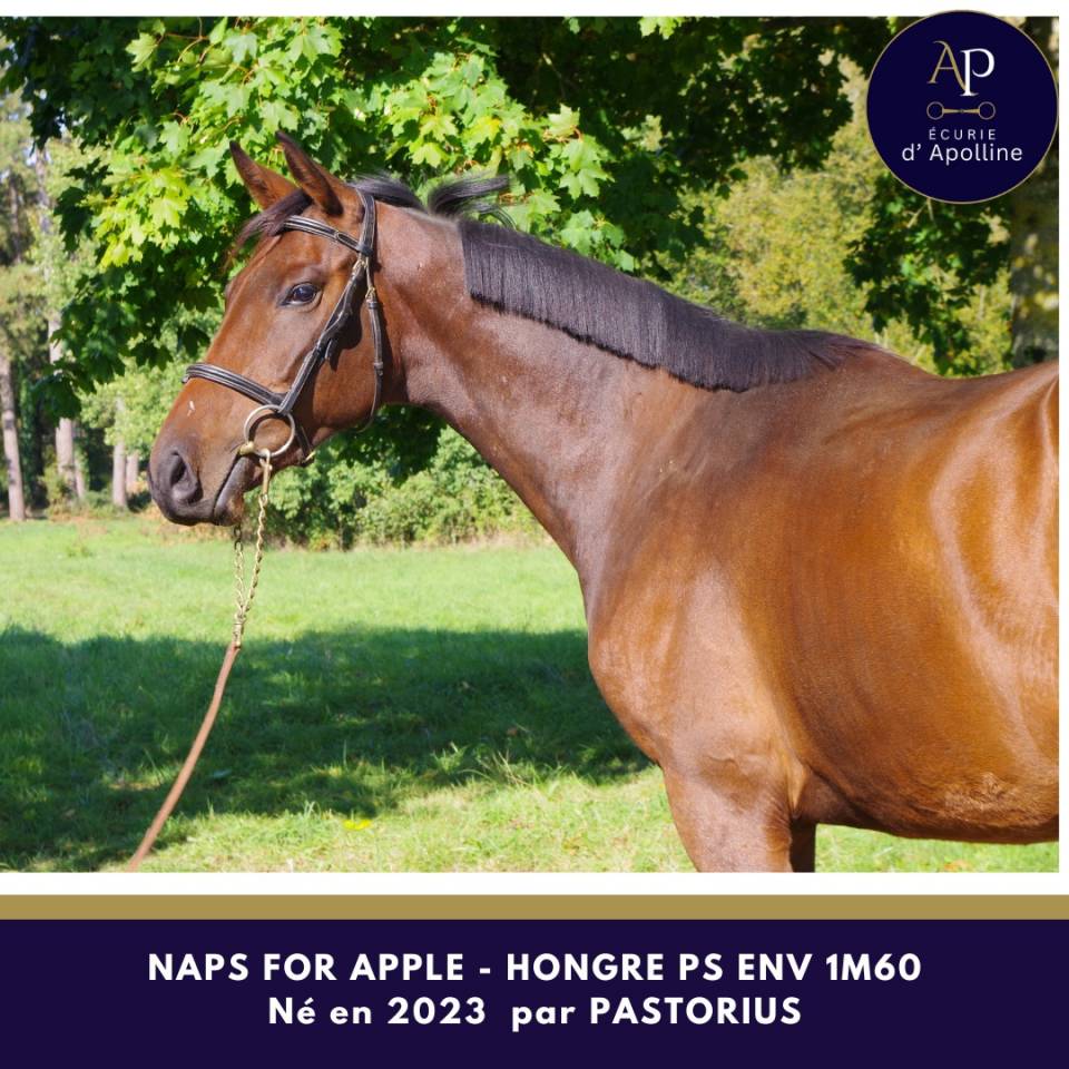 Jeune cheval issu famille obstacle pour bonne maison