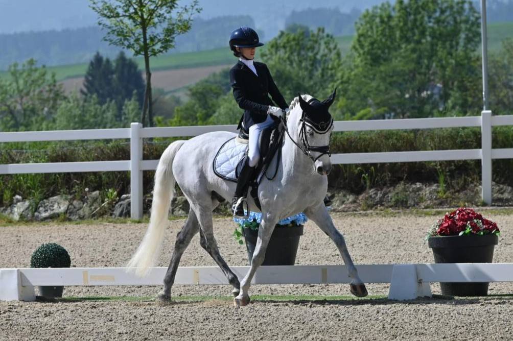 Hongre PFS Poney Français de Selle A vendre 2008 Gris par MINOTAUROS