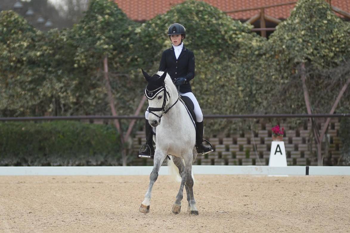 Hongre PFS Poney Français de Selle A vendre 2008 Gris par MINOTAUROS