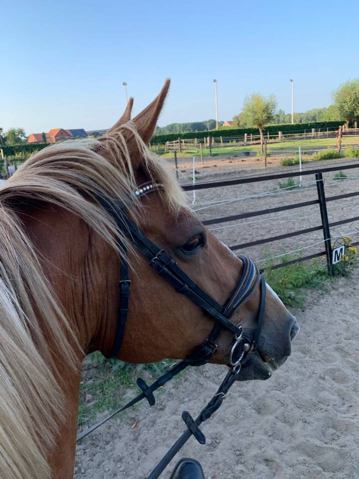 Jument BWP Cheval de Sang Belge A vendre 2011 Alezan