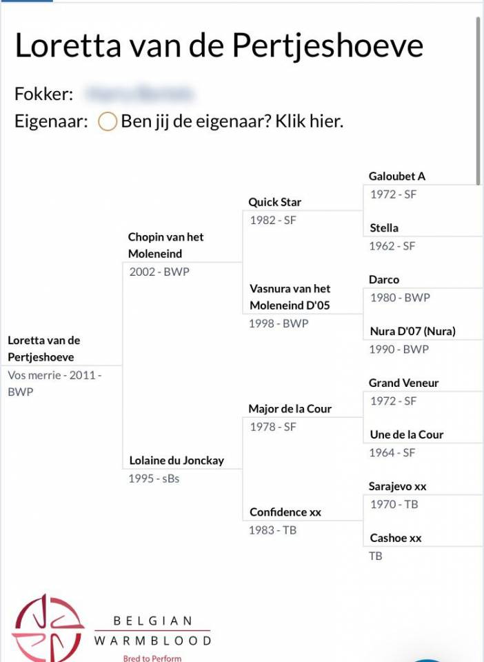 Jument BWP Cheval de Sang Belge A vendre 2011 Alezan