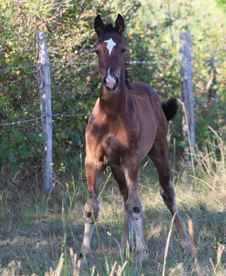 Superbe pouliche Welsh Cob baie 2025