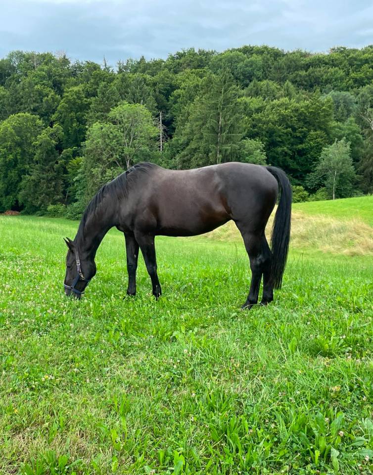 Jument polyvalente de 11 ans – Donzelle de La Faye CH