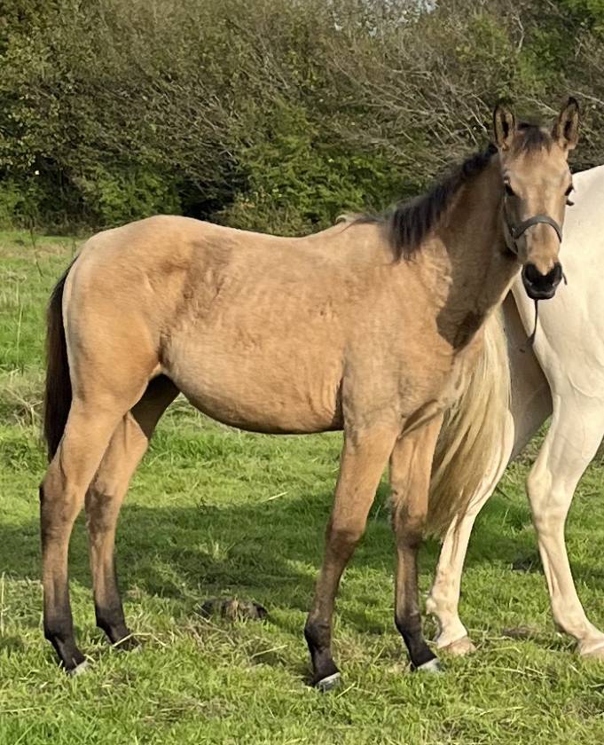 Pouliche SF isabelle