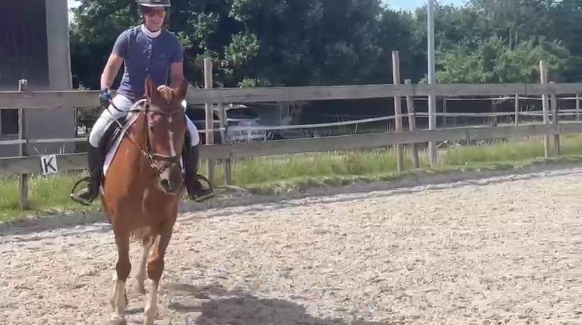 Hongre franche-montagne 