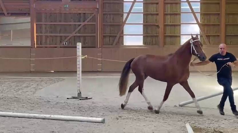 Hongre franche-montagne 