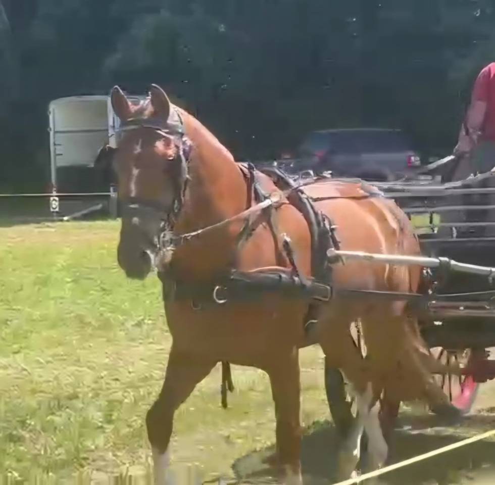 Hongre franche-montagne 