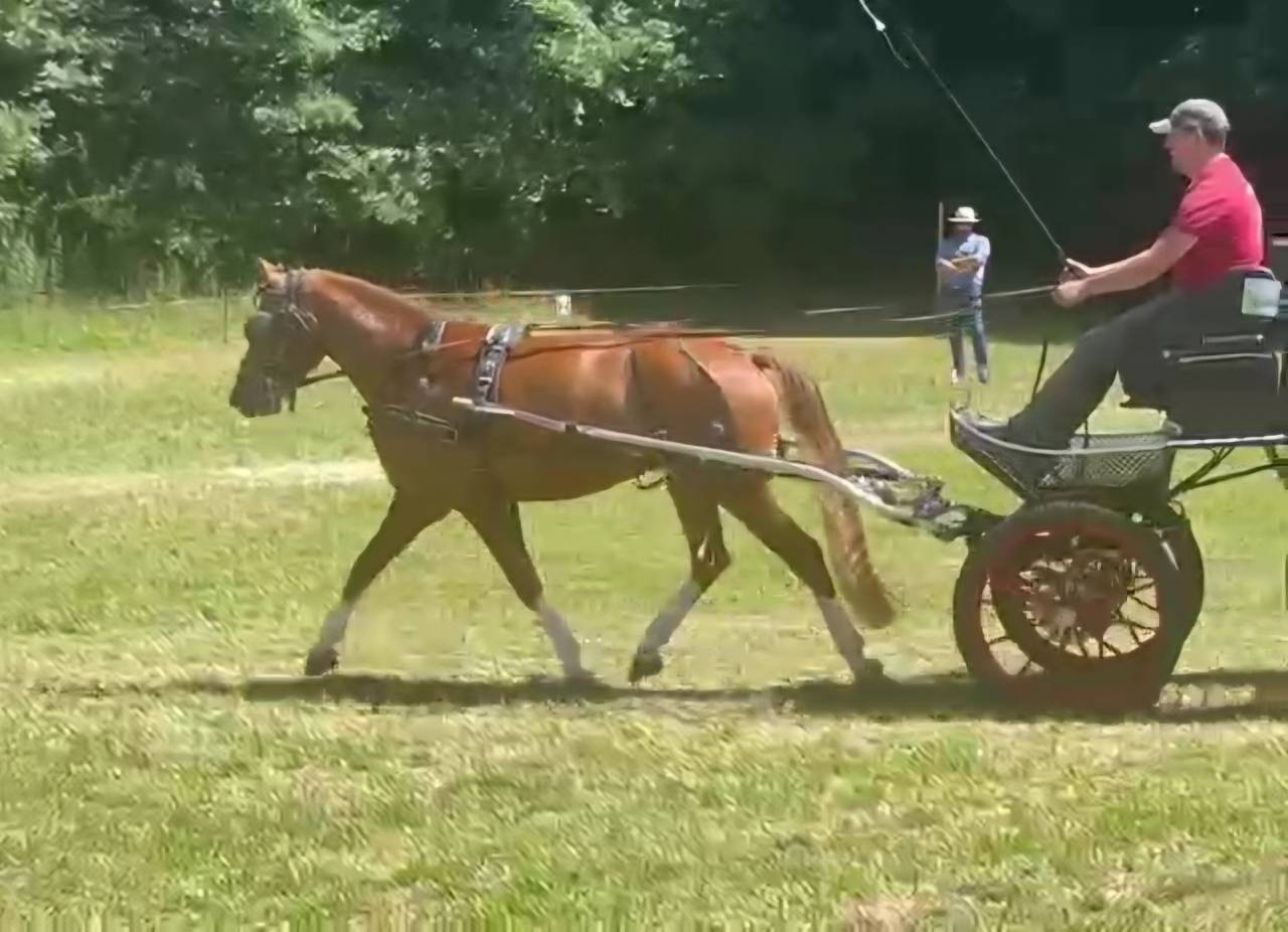 Hongre franche-montagne 