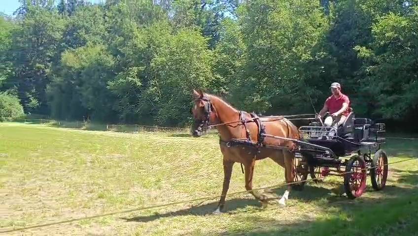 Hongre 3ans franche-montagne 