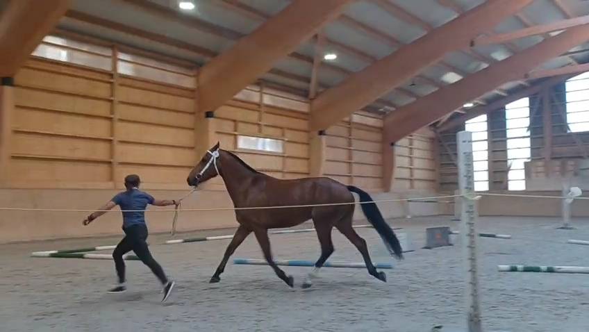 Hongre 3ans franche-montagne 