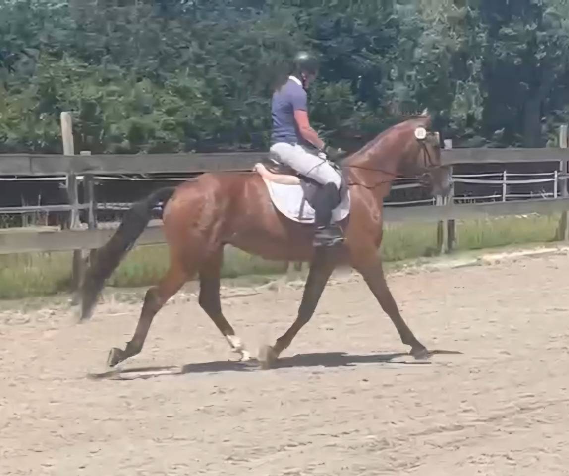 Hongre 3ans franche-montagne 