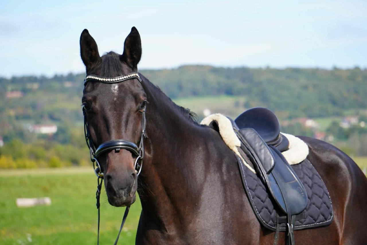 Jument - 5 ans - Totilas X Soliman